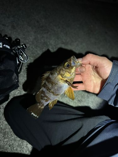 シロメバルの釣果