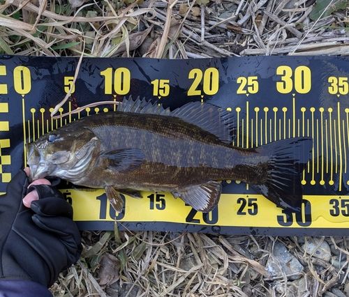 スモールマウスバスの釣果