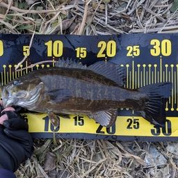 スモールマウスバス