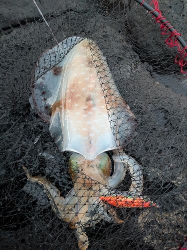 アオリイカの釣果