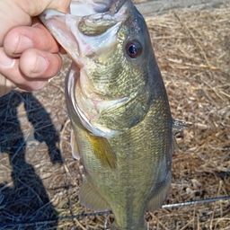 ラージマウスバス