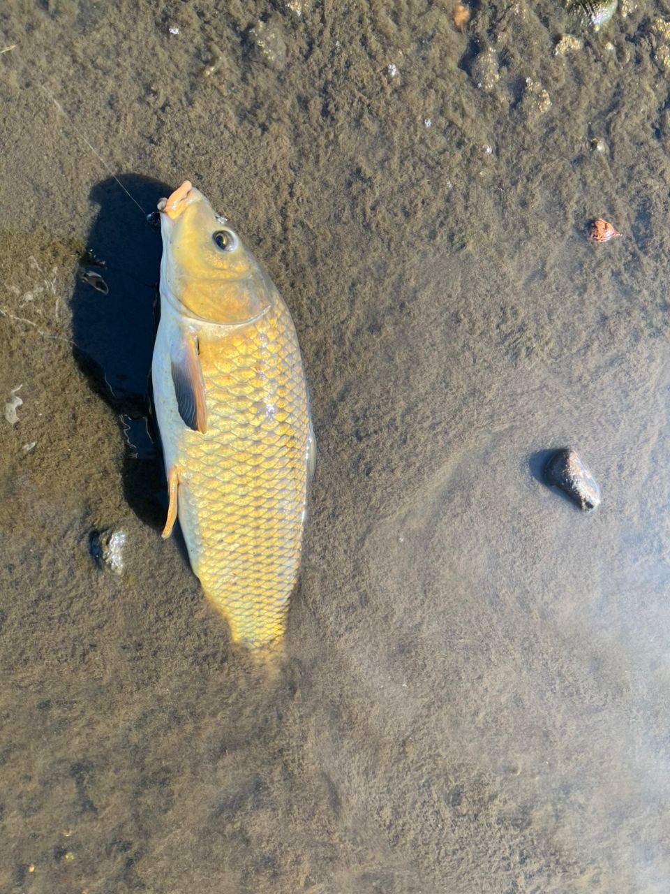 ラージマウスバス