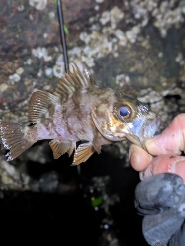 アカメバルの釣果