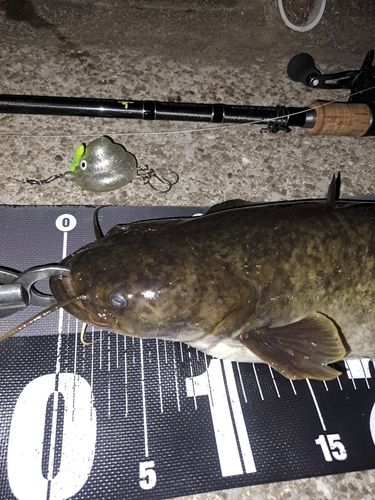 ナマズの釣果