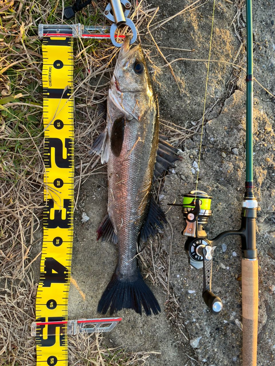 AbuGarcia ズームサファリ ZMSS-805Mの最安値・インプレ・釣果 | 本音