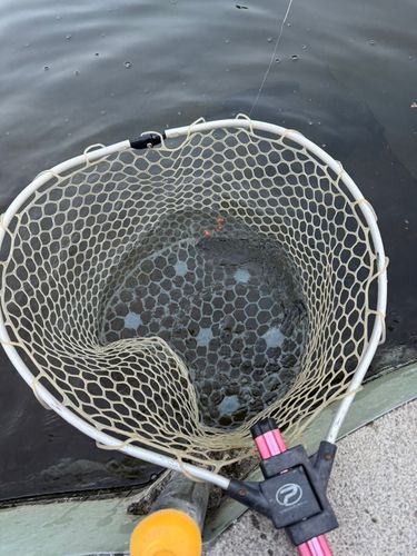 足柄キャスティングエリア