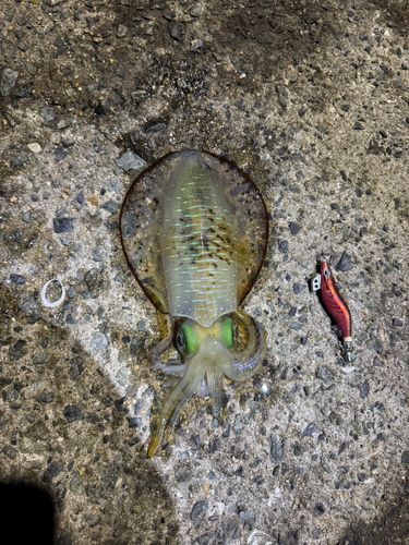 アオリイカの釣果
