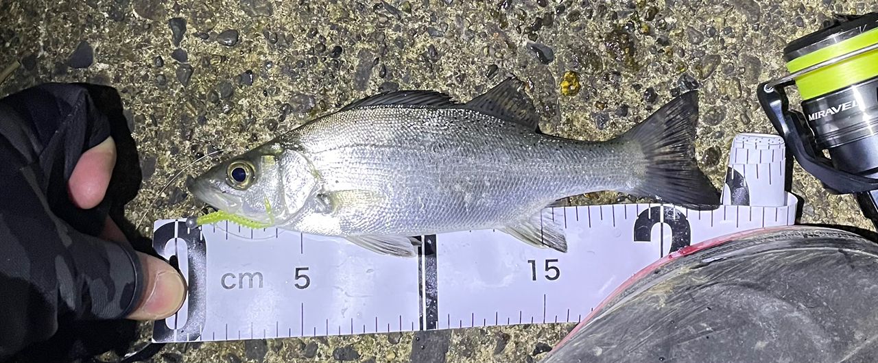 セイゴ（マルスズキ）