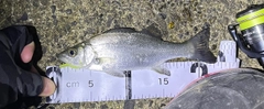 セイゴ（マルスズキ）の釣果