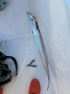 タチウオの釣果