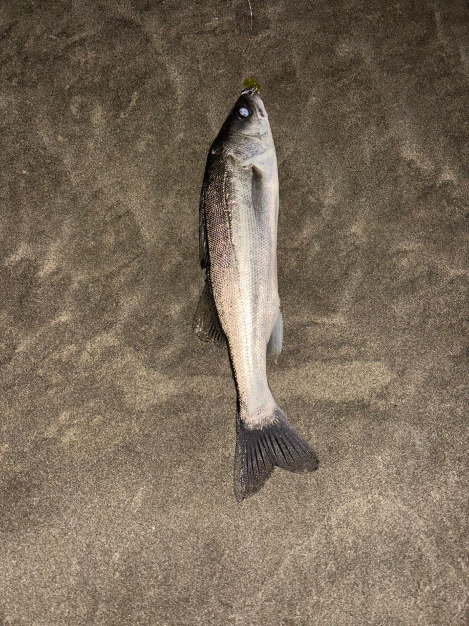 セイゴ（タイリクスズキ）