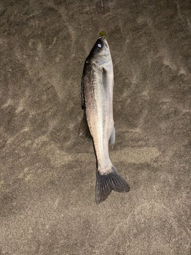 セイゴ（タイリクスズキ）の釣果