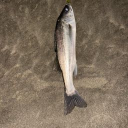 セイゴ（タイリクスズキ）