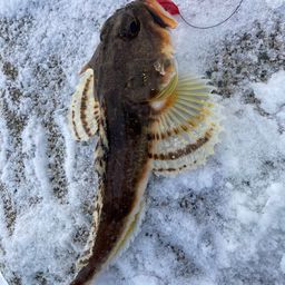 ツマグロカジカ