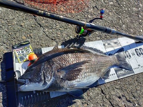 チヌの釣果