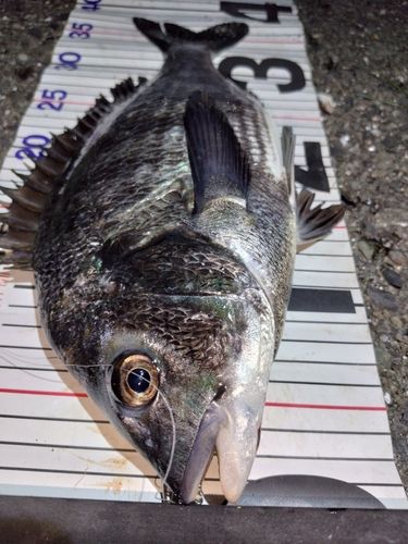 チヌの釣果