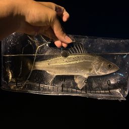 セイゴ（タイリクスズキ）