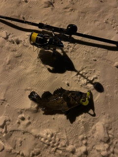 クロソイの釣果