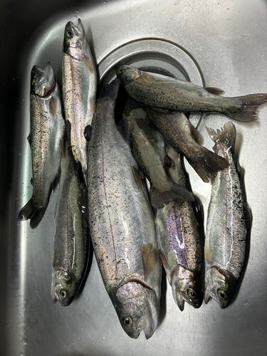 浜寺公園フィッシングパーク