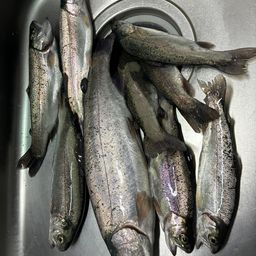 レインボートラウト