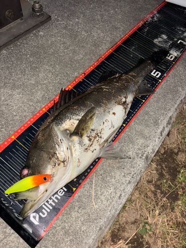 シーバスの釣果