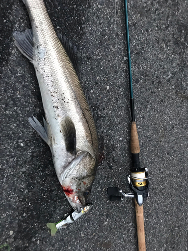 スズキの釣果