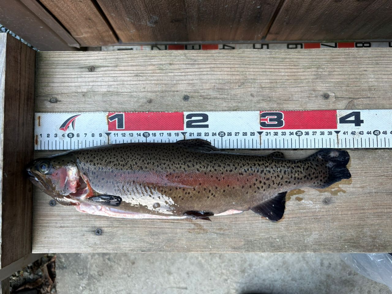 レインボートラウト