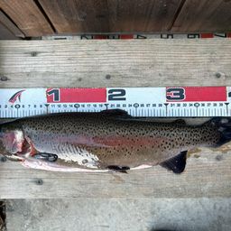 レインボートラウト