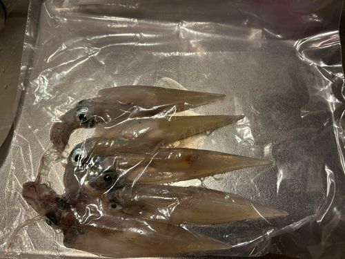 ヤリイカの釣果