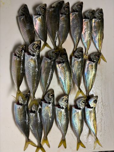 本牧海づり施設