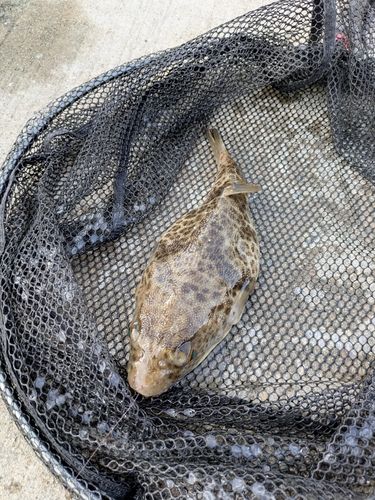 フグの釣果