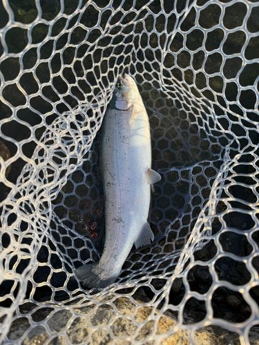 レインボートラウトの釣果