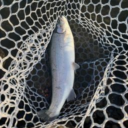 レインボートラウト