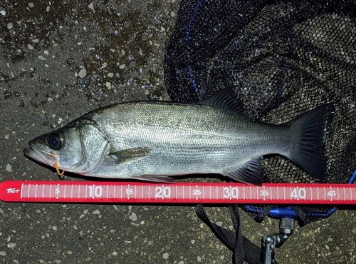 セイゴ（ヒラスズキ）の釣果