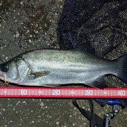 セイゴ（ヒラスズキ）