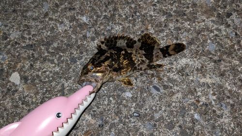 タケノコメバルの釣果