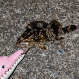 タケノコメバル