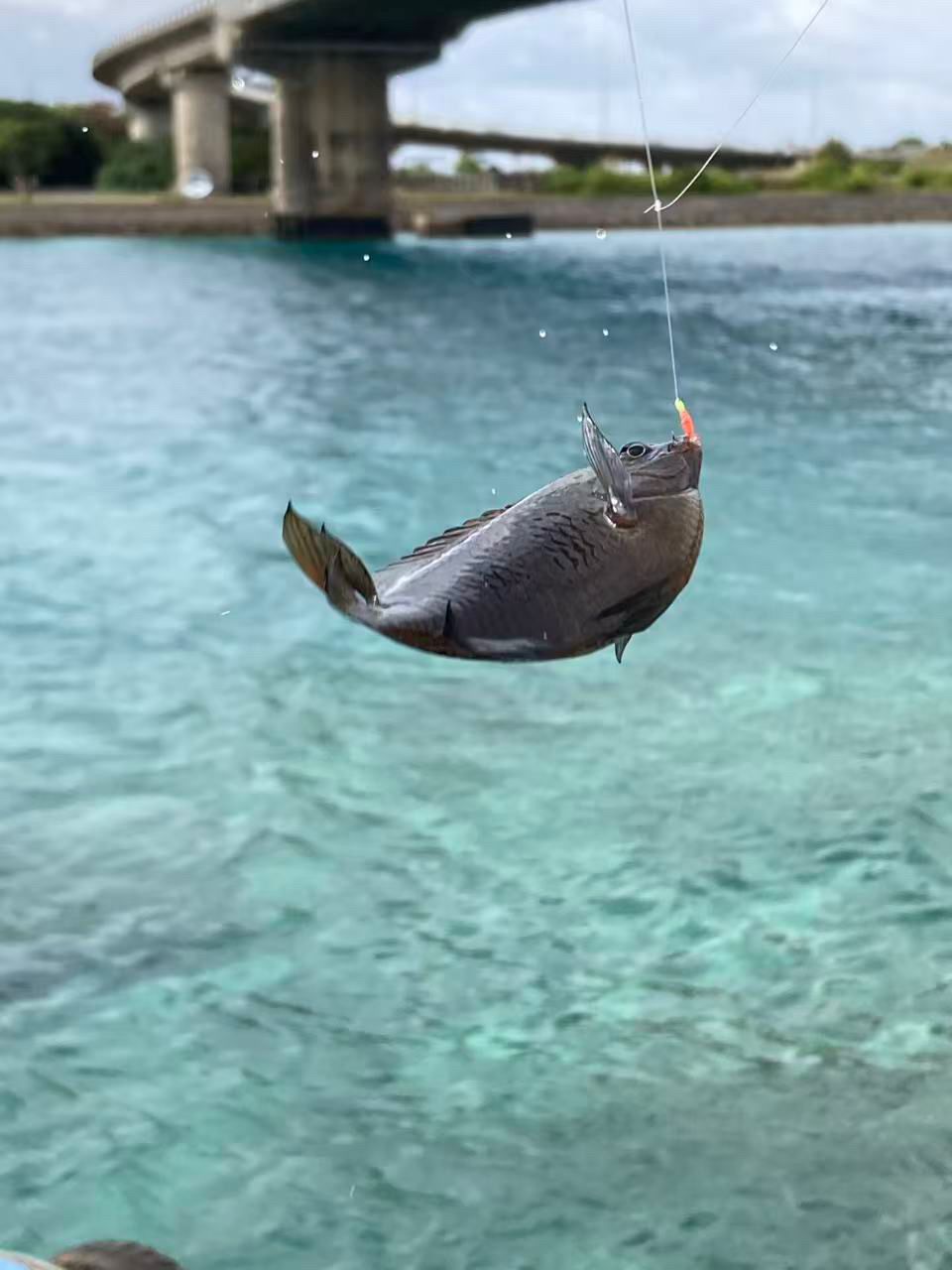 クロスズメダイ