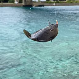 クロスズメダイ