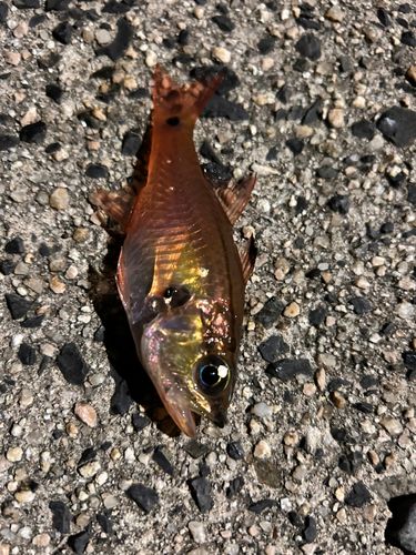 ネンブツダイの釣果