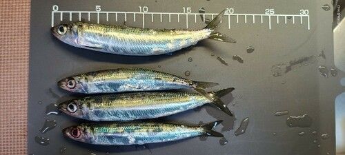 カタクチイワシの釣果