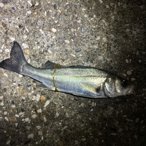 千葉港中央埠頭