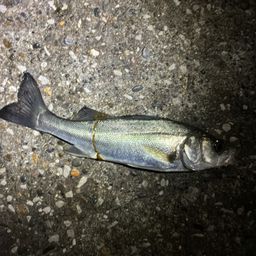 セイゴ（マルスズキ）