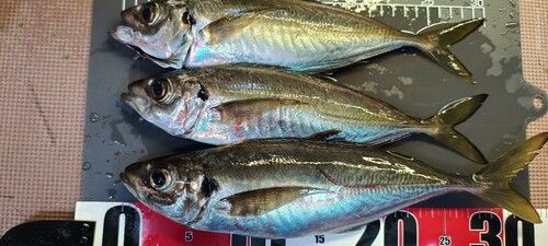 アジの釣果