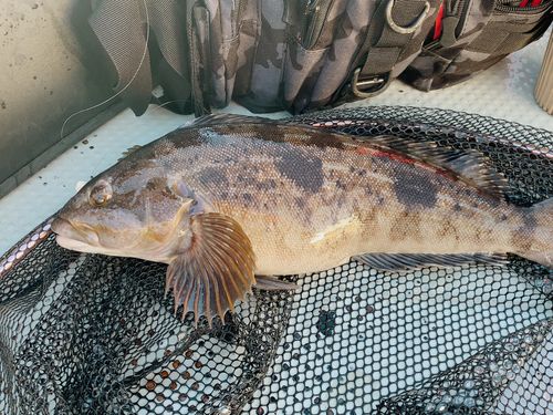 アイナメの釣果