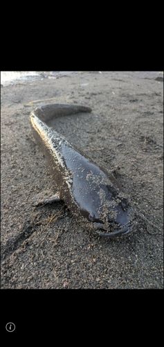 ニホンナマズの釣果