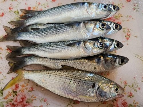 碧南海釣り公園