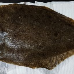 ヒラメ