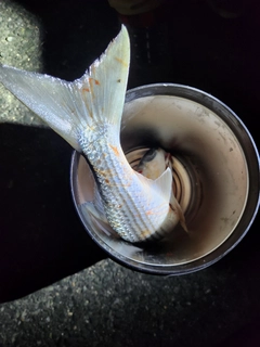 ボラの釣果