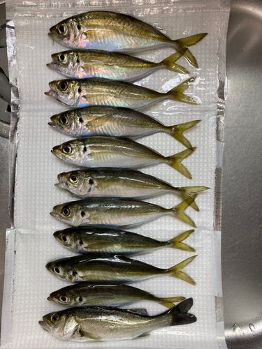 アジの釣果